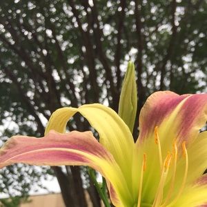 Meet your Posher, Amelia